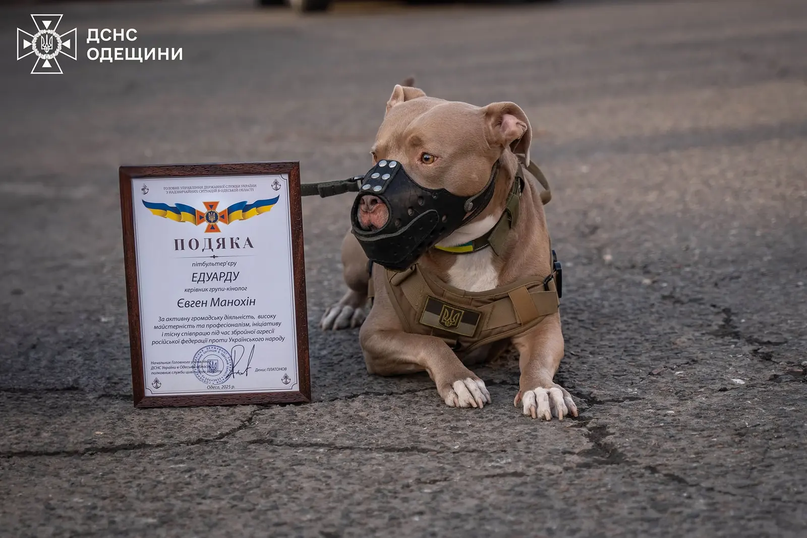Eduard · Pit Bull Terrier