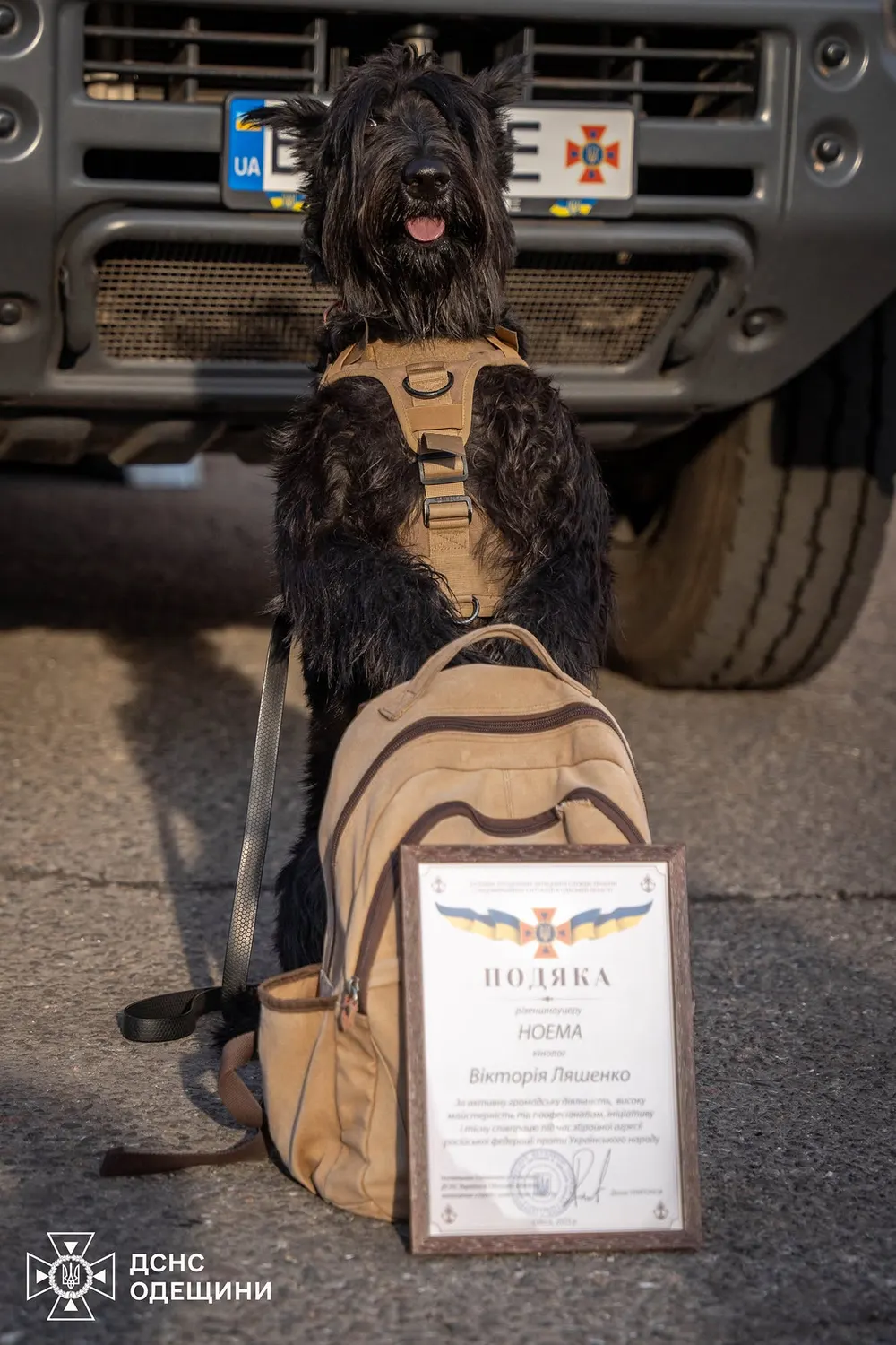 Noema · Giant Schnauzer