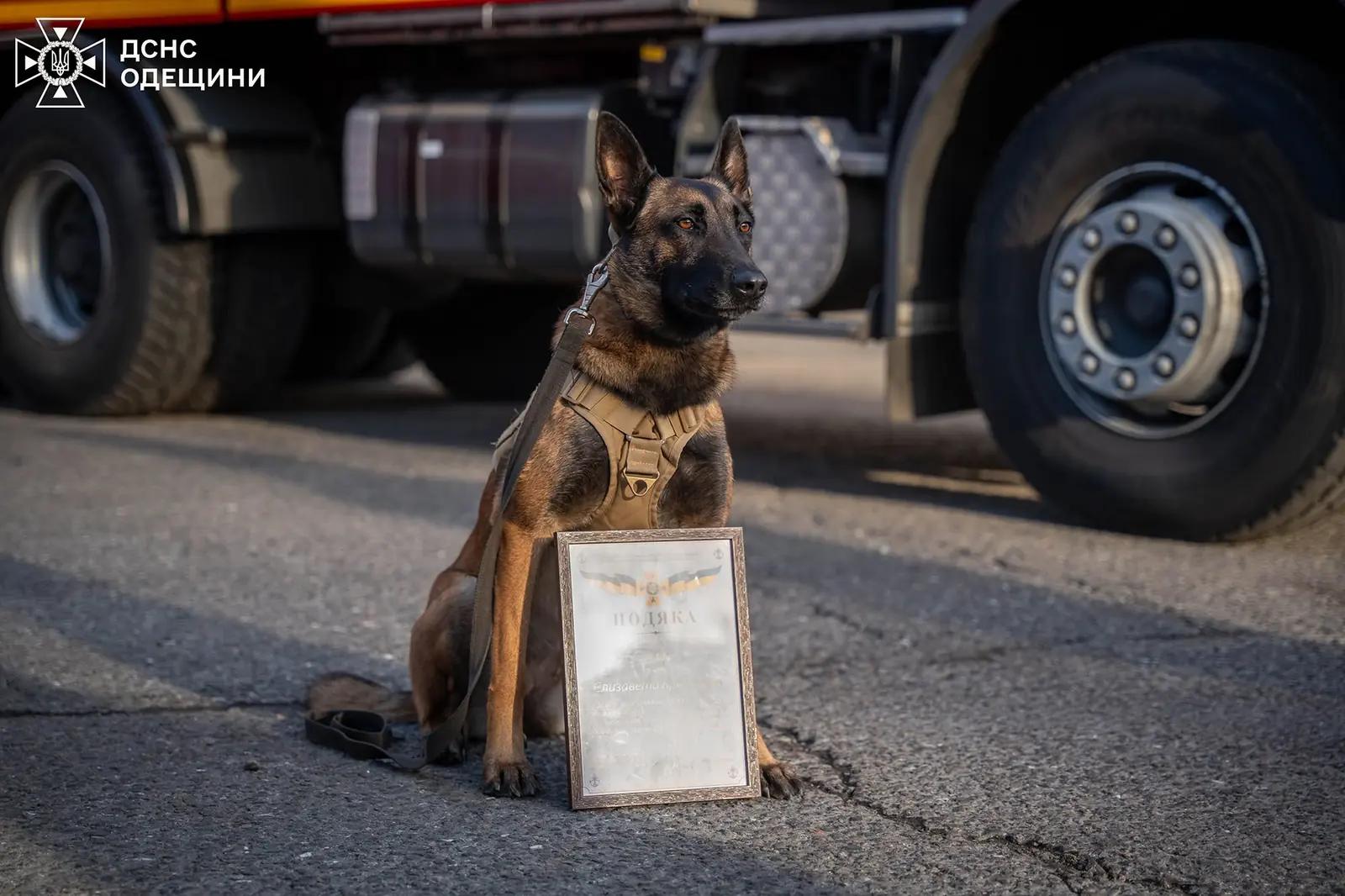 Reia · Belgian Malinois