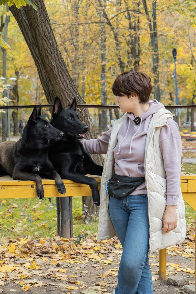 A woman observing two calm black shepherd dogs on a bench