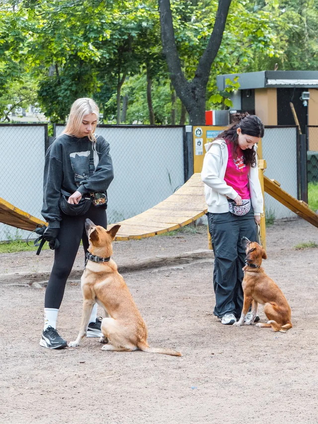 Two participants working with their dogs: the dogs watch the hands holding their rewards attentively
