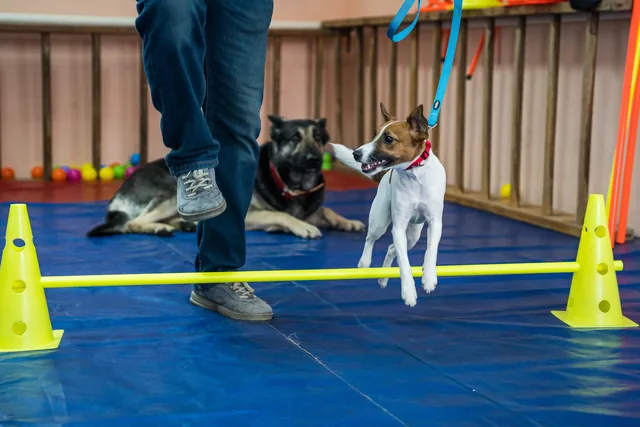 A Jack Russell jumps a low hurdle beside its handler in a training hall